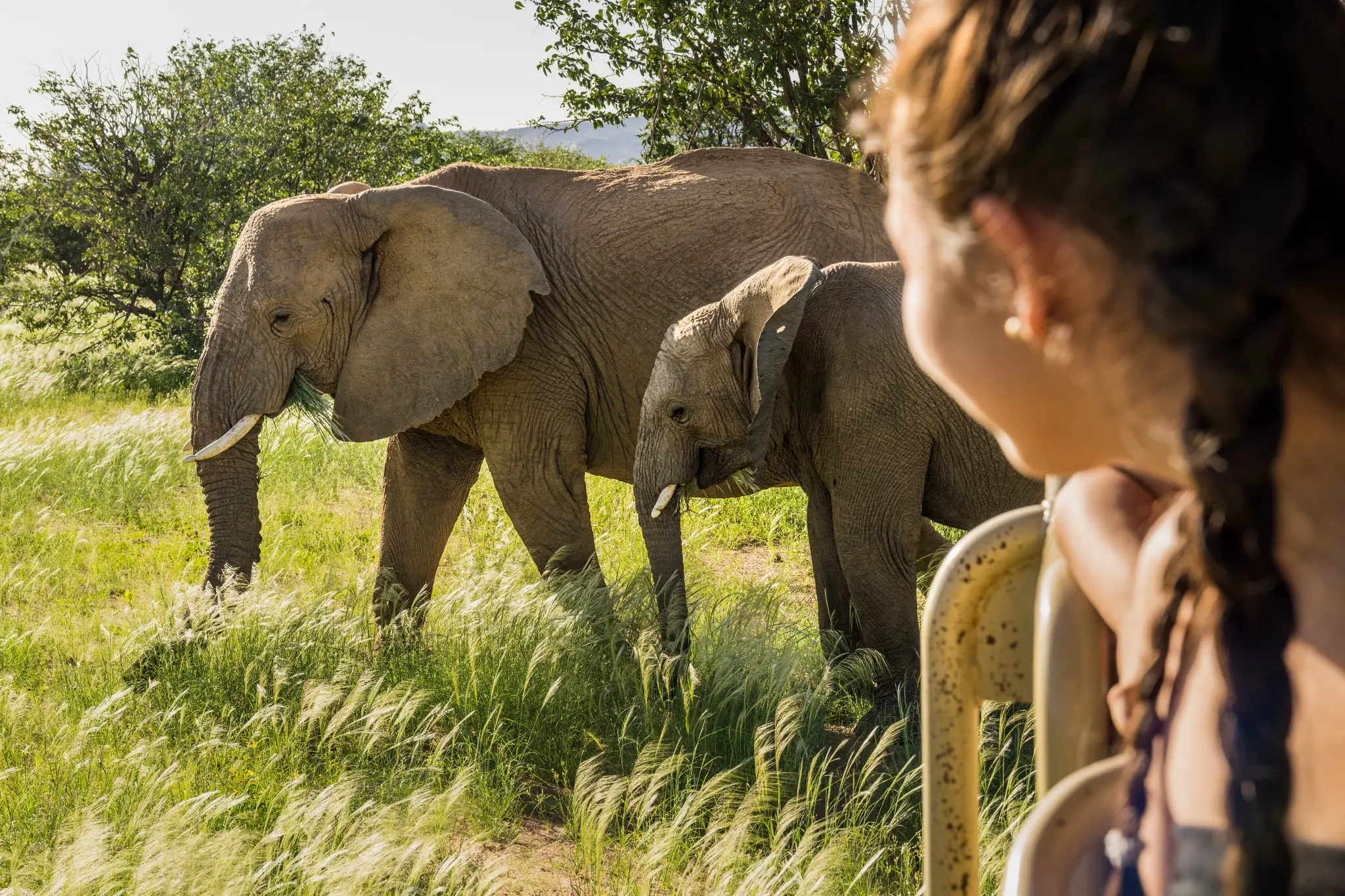 Desert elephant nature drive